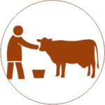 Image of Daily Gau Mata Sewa